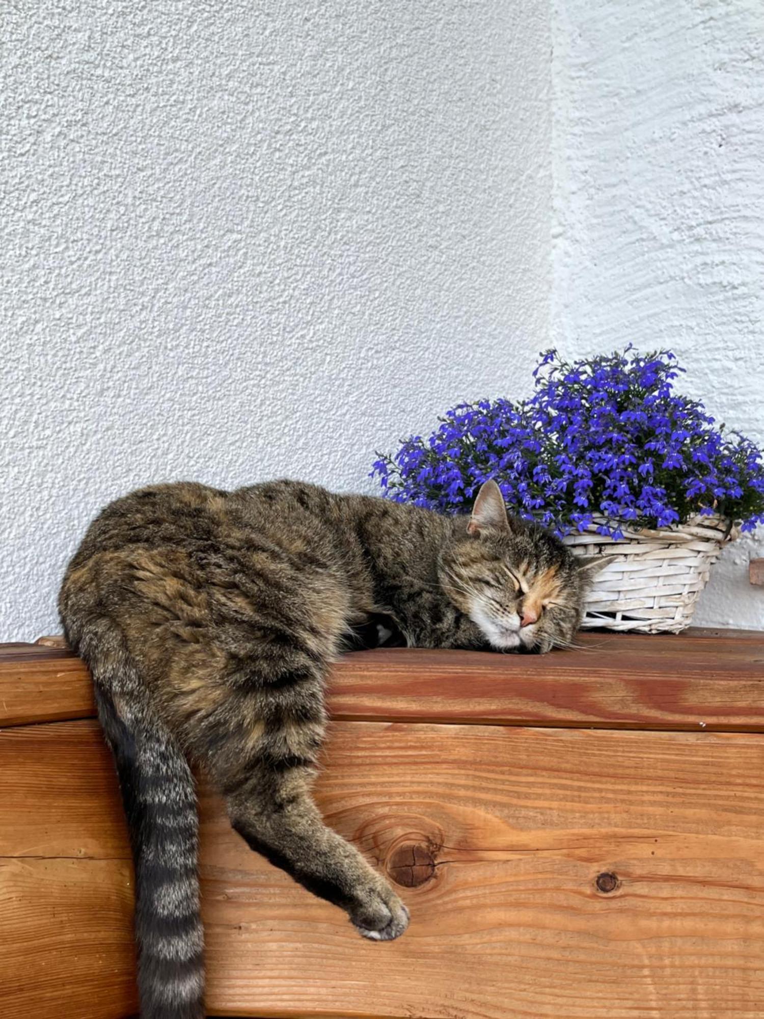 Holiday home Bauernhuette Niedermaisgut