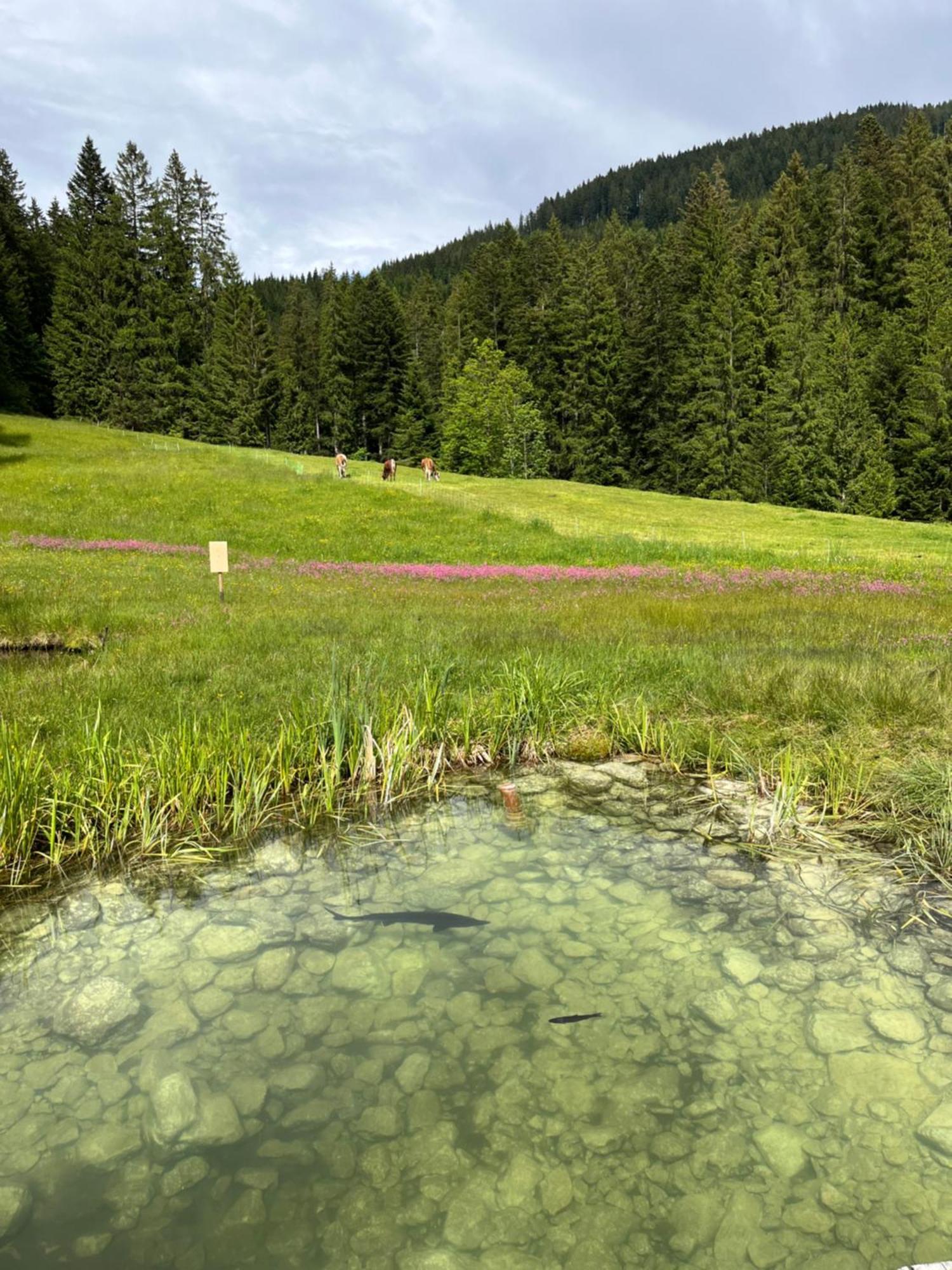 Ferienhaus Bauernhütte Niedermaisgut *